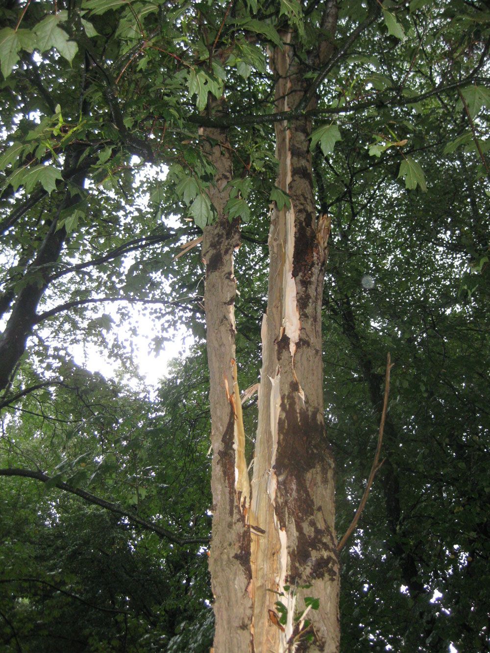 lightning strikes, rare lightning, lightning damage, lightning strike seismic detection