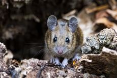 A brown mouse standing on wood chips