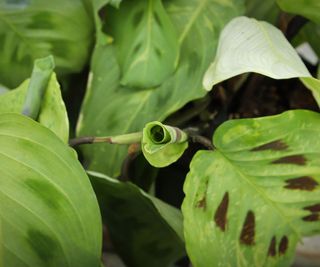 Prayer plant