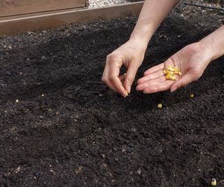 Hands planting corn seeds into the soil in a vegetable garden