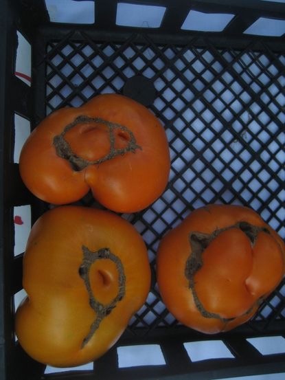 Azoychka Tomatoes In Plastic Bin