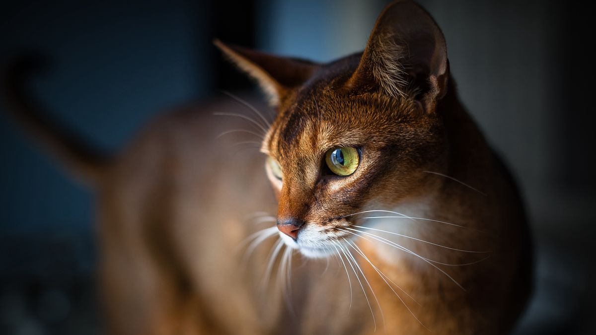 Abyssinian cat