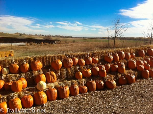 Boulder pumpkin patch.
