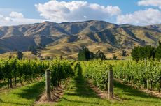 Vineyard in Marlborough, New Zealand.