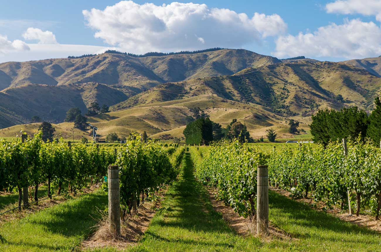 Vineyard in Marlborough, New Zealand.