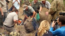 Rangers dehorn a rhino in South Africa
