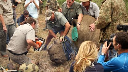 Rangers dehorn a rhino in South Africa