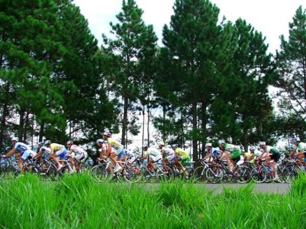 The peloton flash past a forest