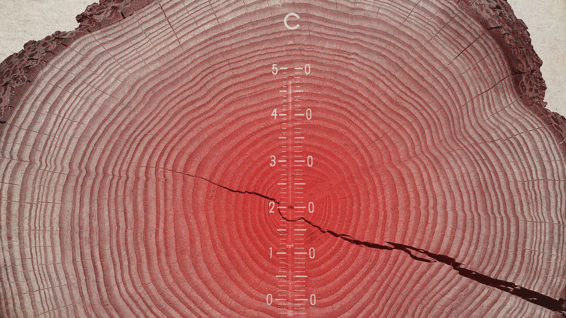 Hot under the trunk: Redwood trees may be getting heat stroke