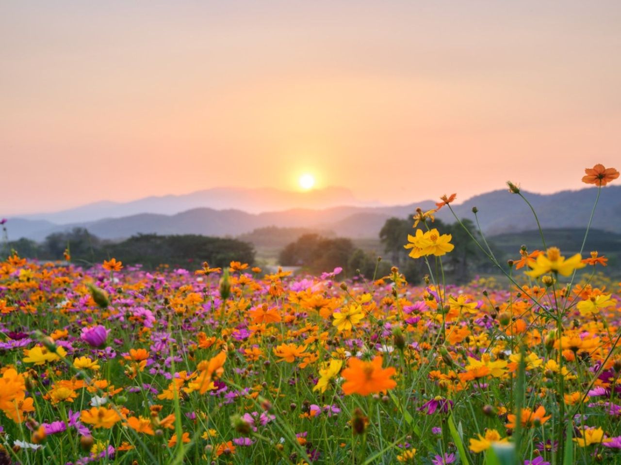 Field Of Beautiful Bright Colored Flowes