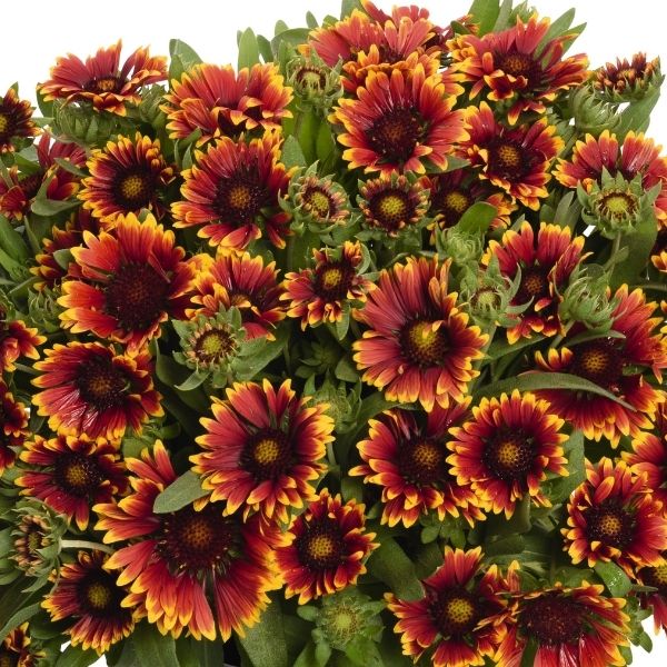 Spintop&amp;reg; Orange Halo Blanket Flower