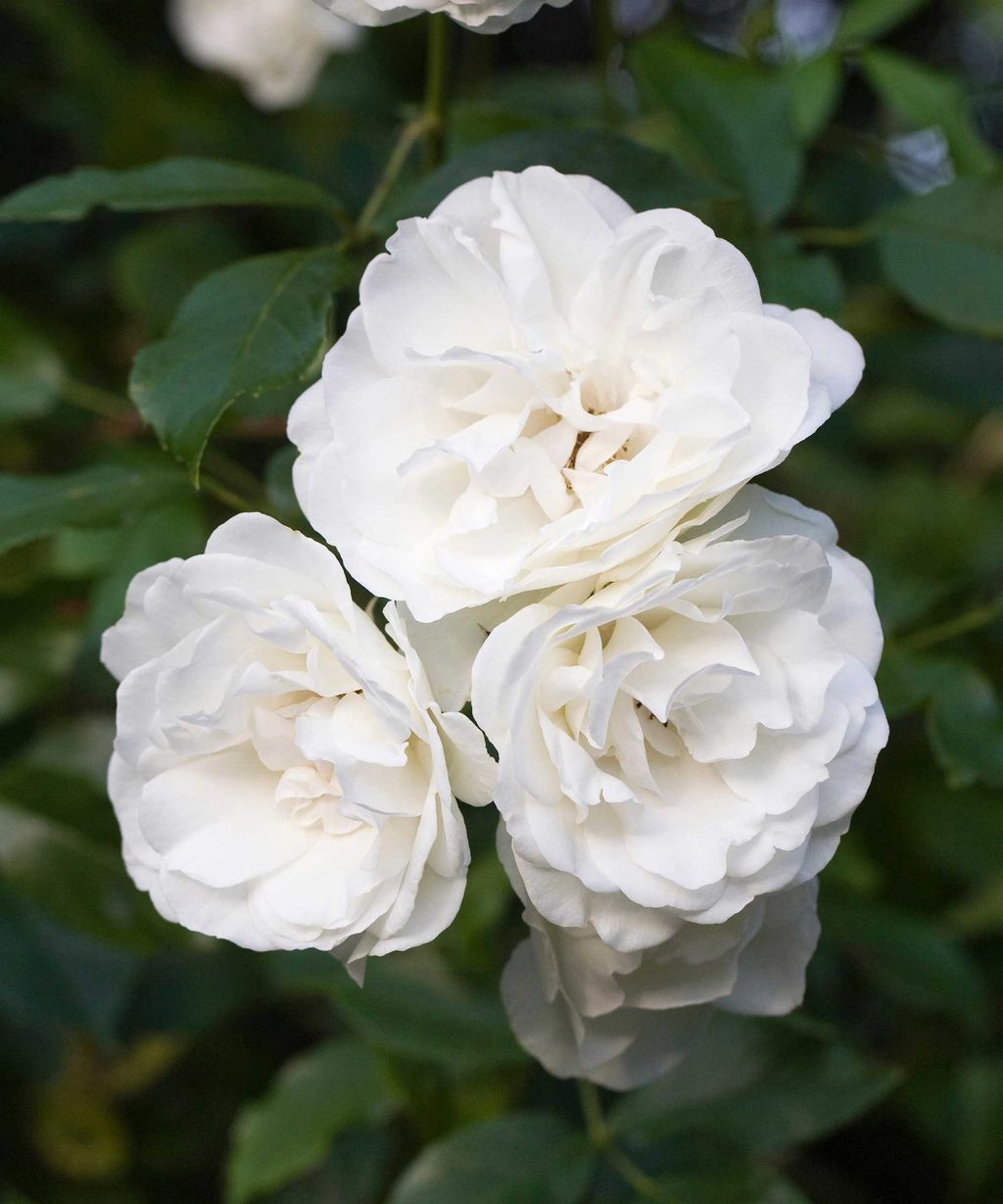 Repeatflowering roses 15 choices for blooms all summer Gardeningetc