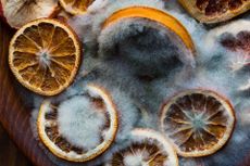 This moldy fruit is fuzzier than a chinchilla.