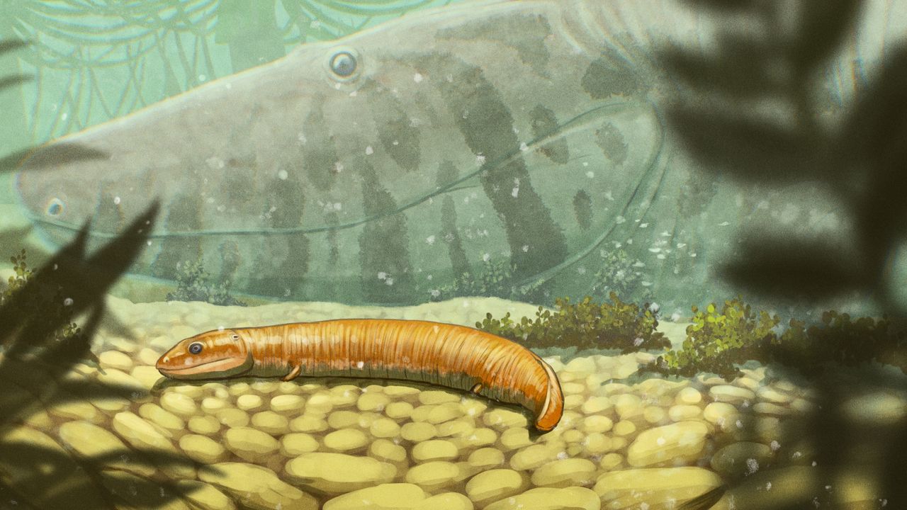 'A completely different story': 300 million-year-old fossils reveal the first vertebrate land dwellers weren't what we thought, researchers claim