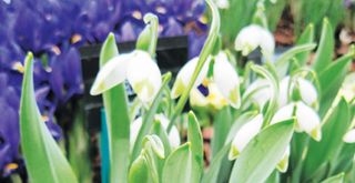 Snowdrops in a flower bed with purple flowers