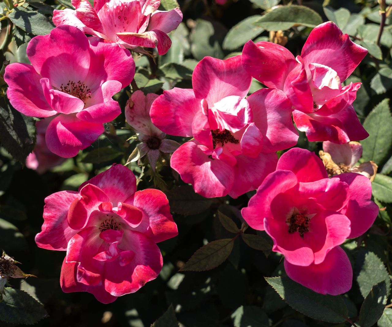 How to care for Knock Out roses - tips for healthy shrubs | Homes & Gardens