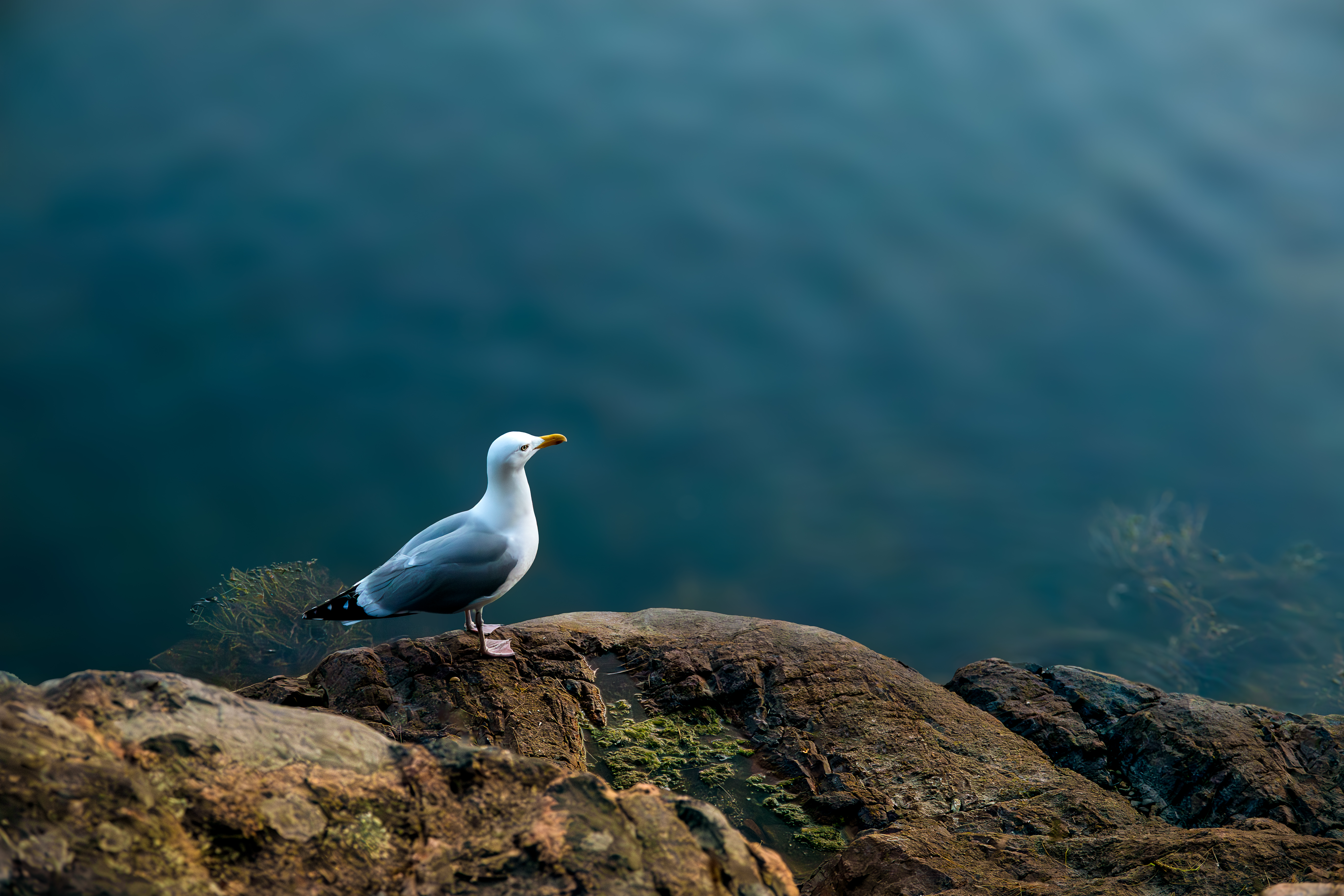 A wildlife photograph by 10-year-old Tyler DeVane of a seagull by the water