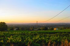 Southern Rhône 2012 vintage