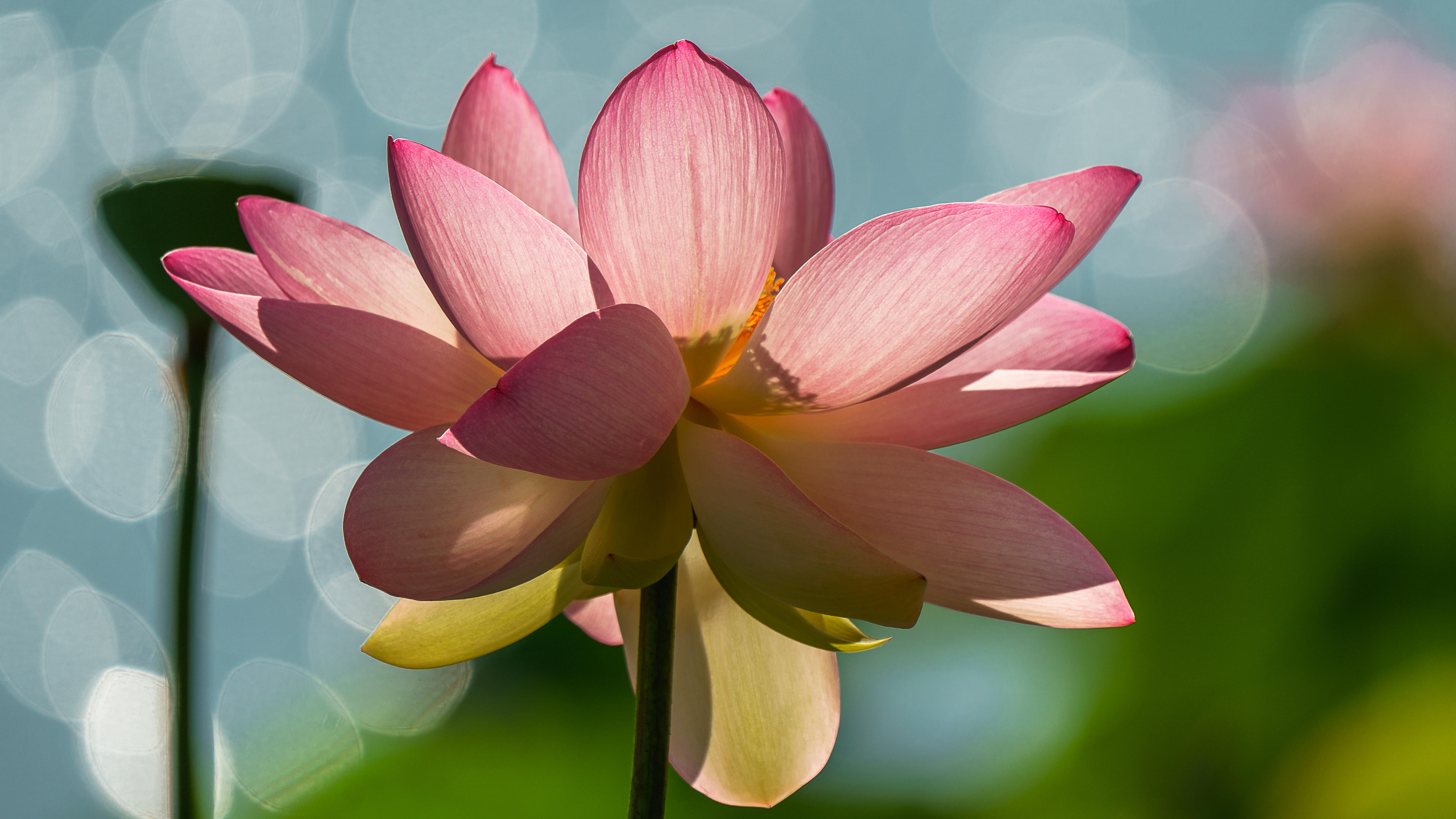 A flower against a blurred garden background