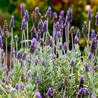 English Lavender with silver foliage