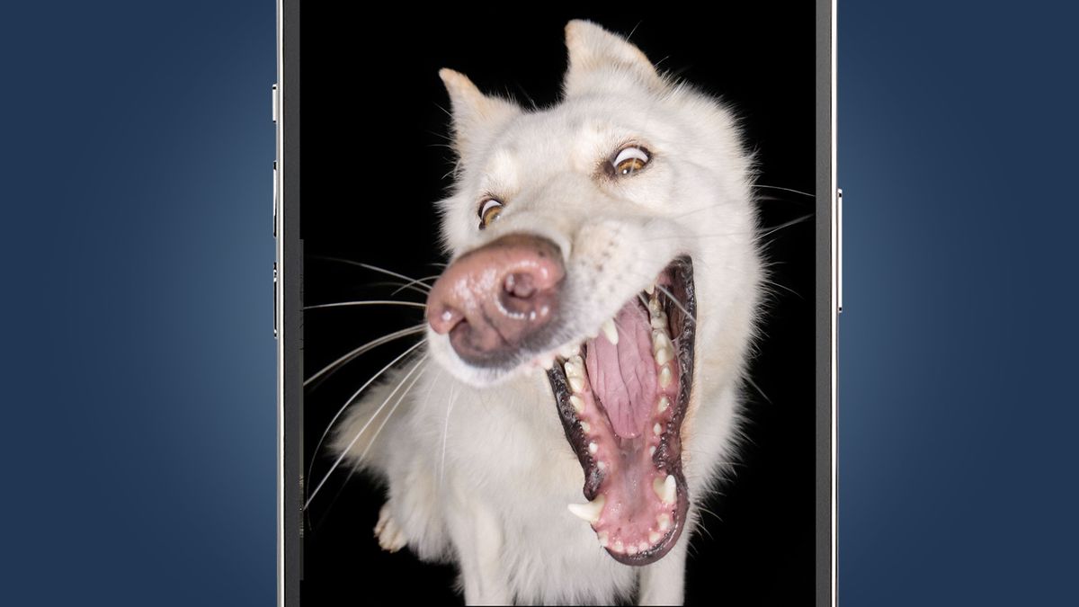 How to take amazing pet and dog photos with your phone (according to