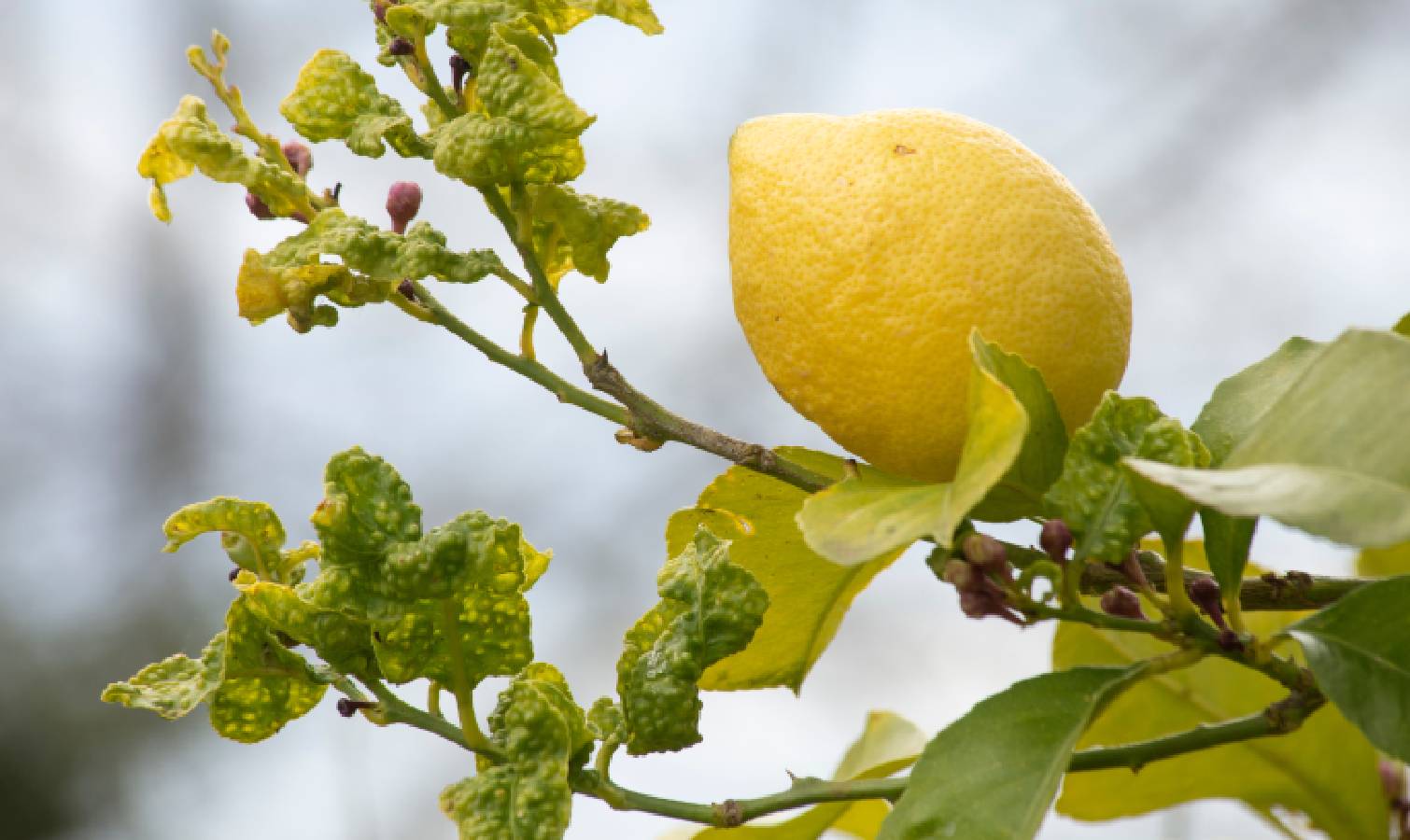 Lemon tree with yellow leaves