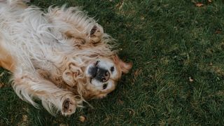 Golden retriever lying on its back in the grass