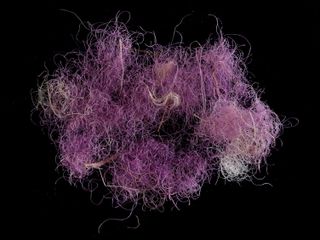 A patch of 3,000-year-old wool dyed true purple, which was recently discovered in Timna Valley in Israel