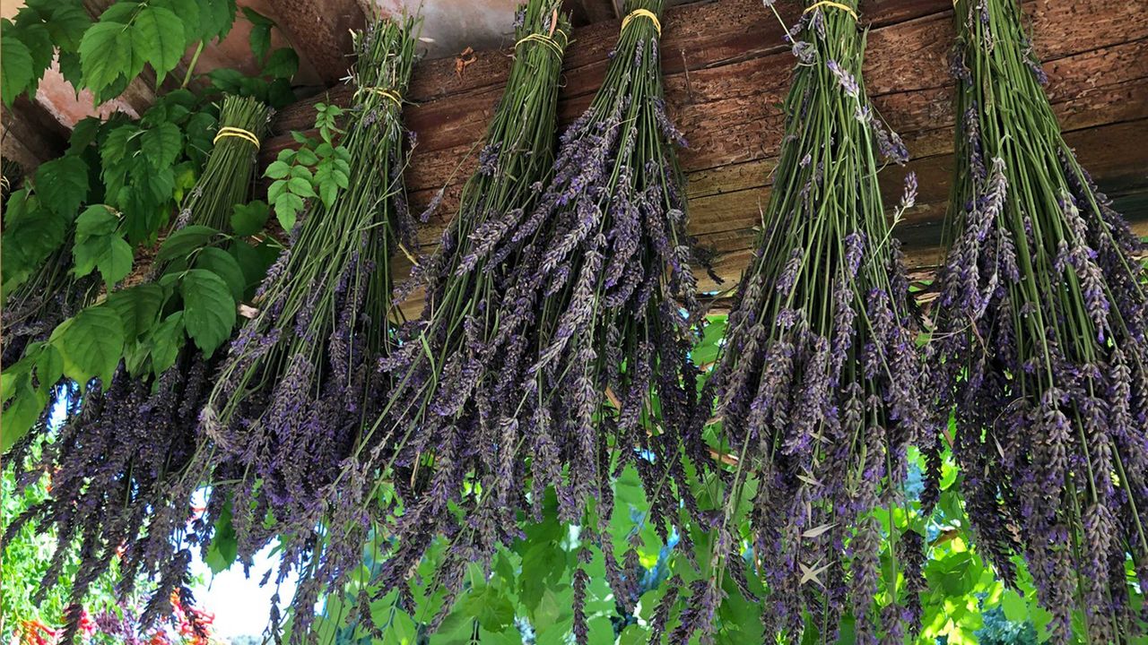 drying lavender hanging in terrace