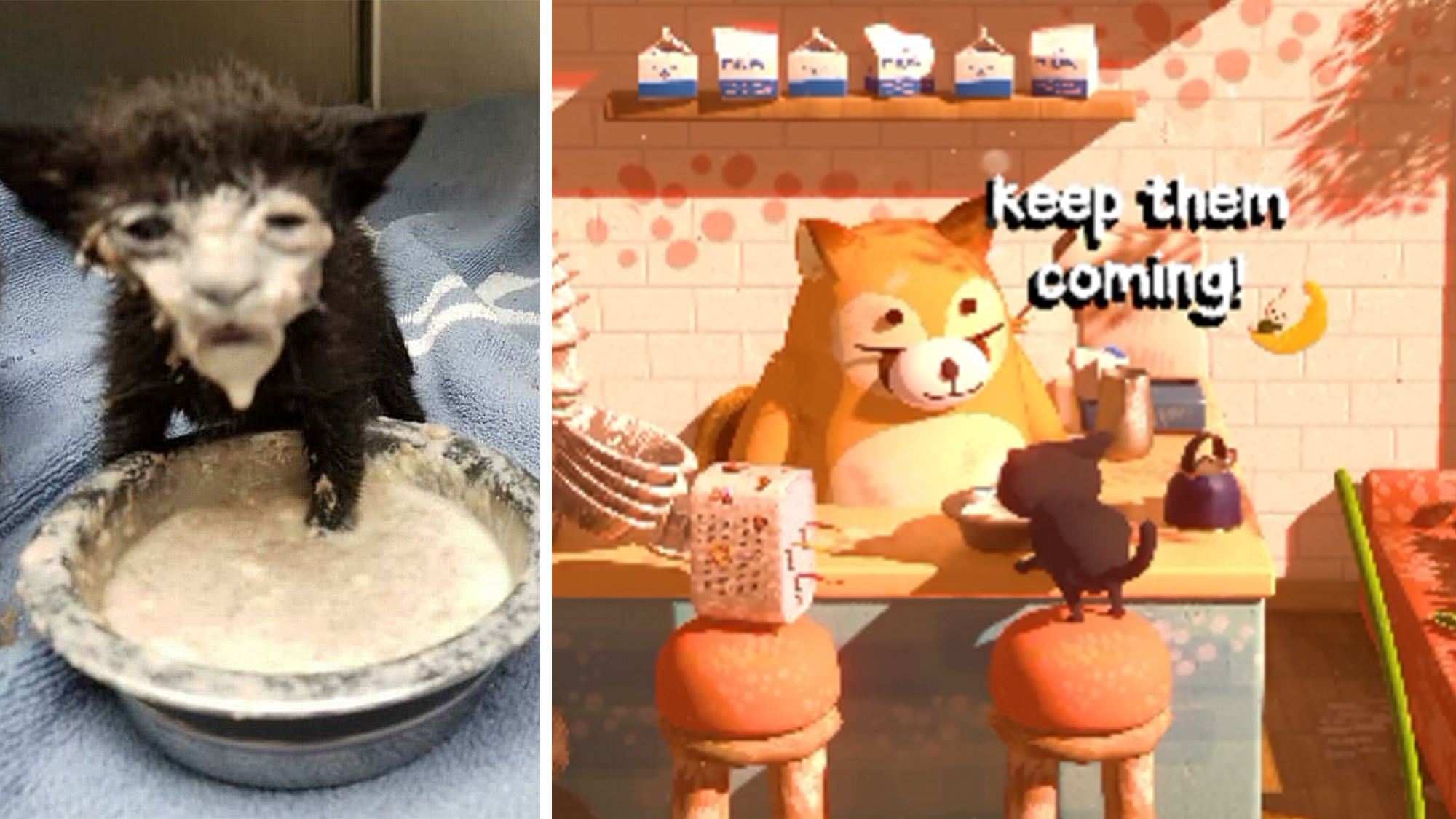 milk face cat meme and a still from an animation based on the photo