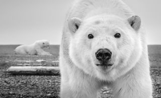 Hello – ©David Yarrow