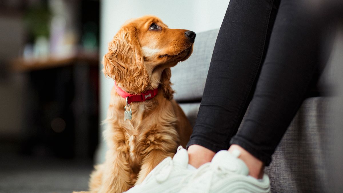 Dog sits next to owners feet glaring up at them