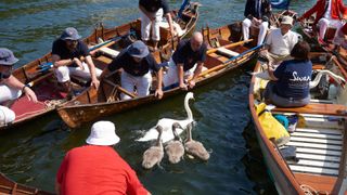 The Royal Swan Uppers, lead by David Barber MVO, The Queen’s Swan Marker, wearing the scarlet uniform of Her Majesty The Queen, travel in traditional rowing skiffs together with Swan Uppers from the Vintners’ and Dyers’ livery companies as they take part in Swan Upping, July 2021 between Sonning Lock and Mapledurham Lock on the River Thames, England. Swan upping takes place once a year in July on the River Thames. The Swan Uppers weigh and measure the cygnets and check them for any signs of injury, commonly caused by fishing hooks and line. The young cygnets are ringed with individual identification numbers that denote their ownership if they belong to the Vintners or the Dyers livery companies; the cygnets’ ownership is determined by their parentage.