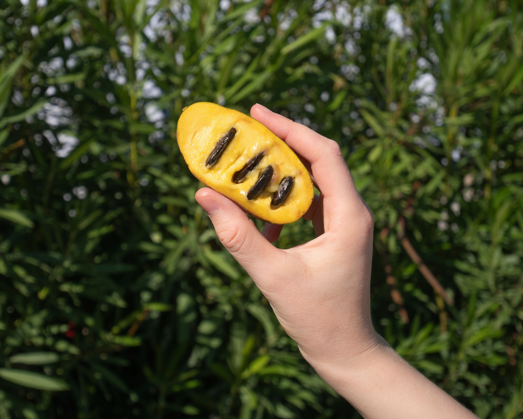 Hand holding open pawpaw fruit