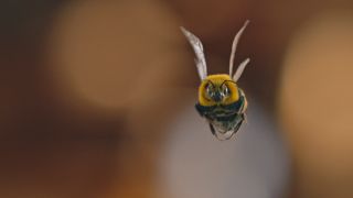 Bee from Man vs. Bee