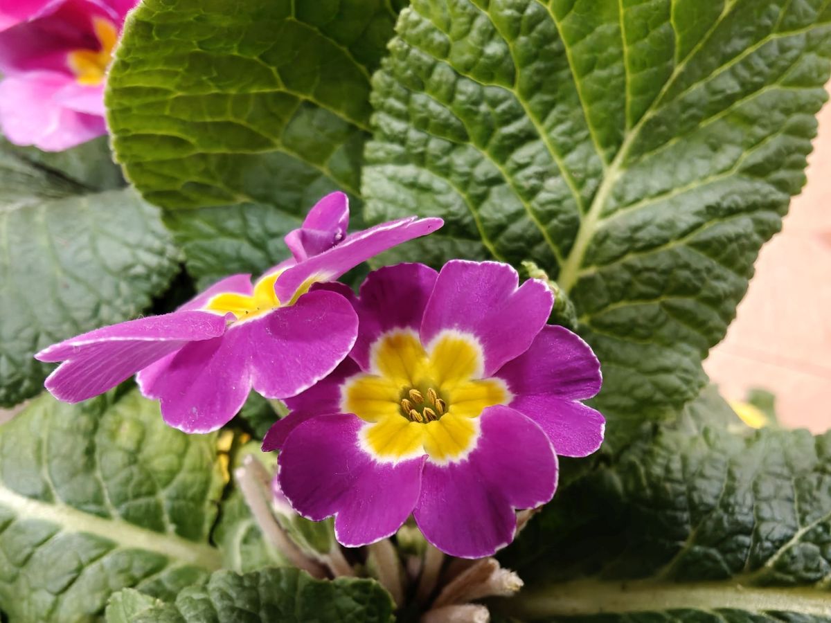 OnePlus 13 macro sample.