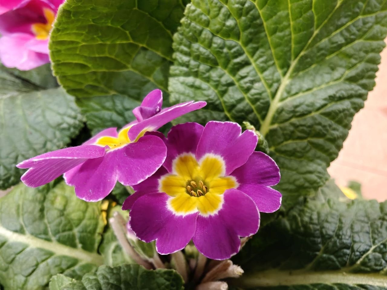 OnePlus 13 macro sample.