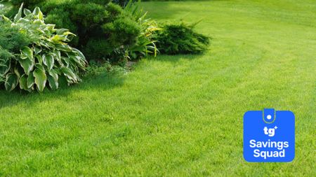 Lawn with savings squad badge