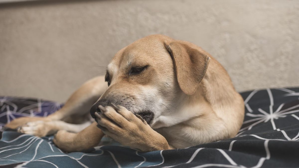  A dog on a blanket chews its nails