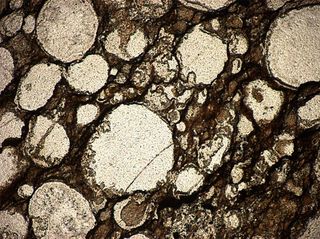 3.5-billion-year-old pumice from Australia