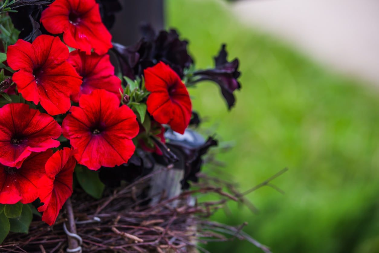 Red Petunia Plants