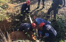 Oxfordshire-Fire-horse-rescue.jpeg