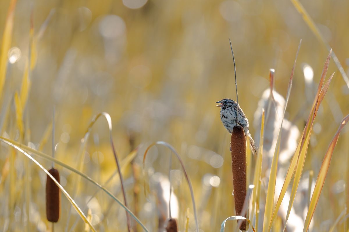 An edited RAW image sample from the Sony FE 600mm f/5.6 GM OSS and Sony A7 V