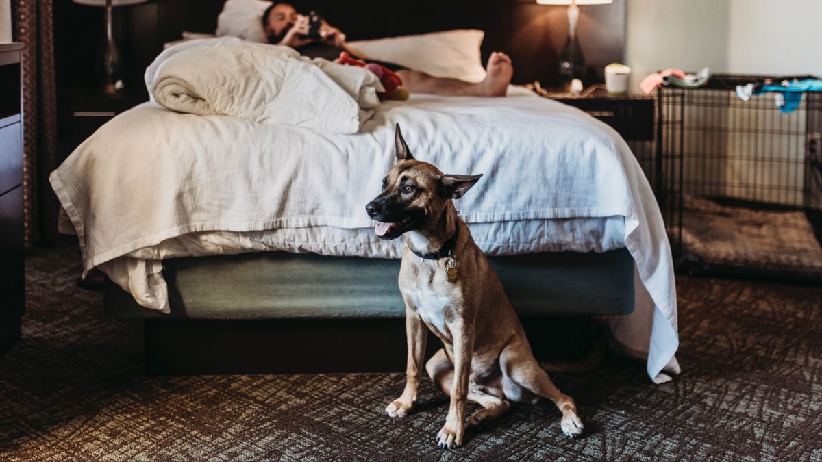 Man and dog in hotel room