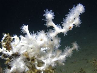 A close-up image of Lophelia pertusa coral taken by a remotely operated vehicle 1,450 ft depth in 2009. Although this image was taken in the Gulf of Mexico, the species also lives in Swedish water. 