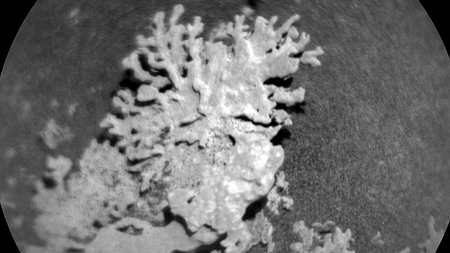 Curiosity rover finds cute little rock 'lizard' on Mars | Live Science