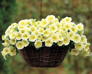 E3 Easy Wave Yellow petunias