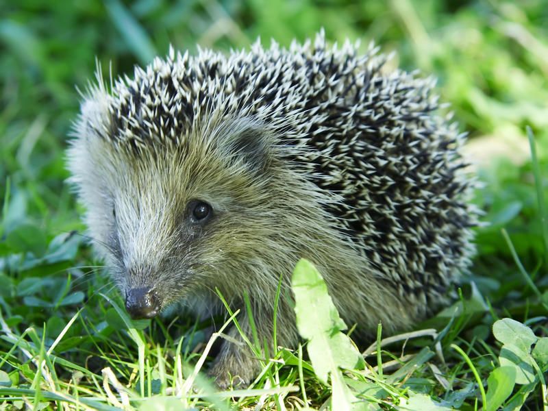 3 men arrested for illegal hedgehog hunting