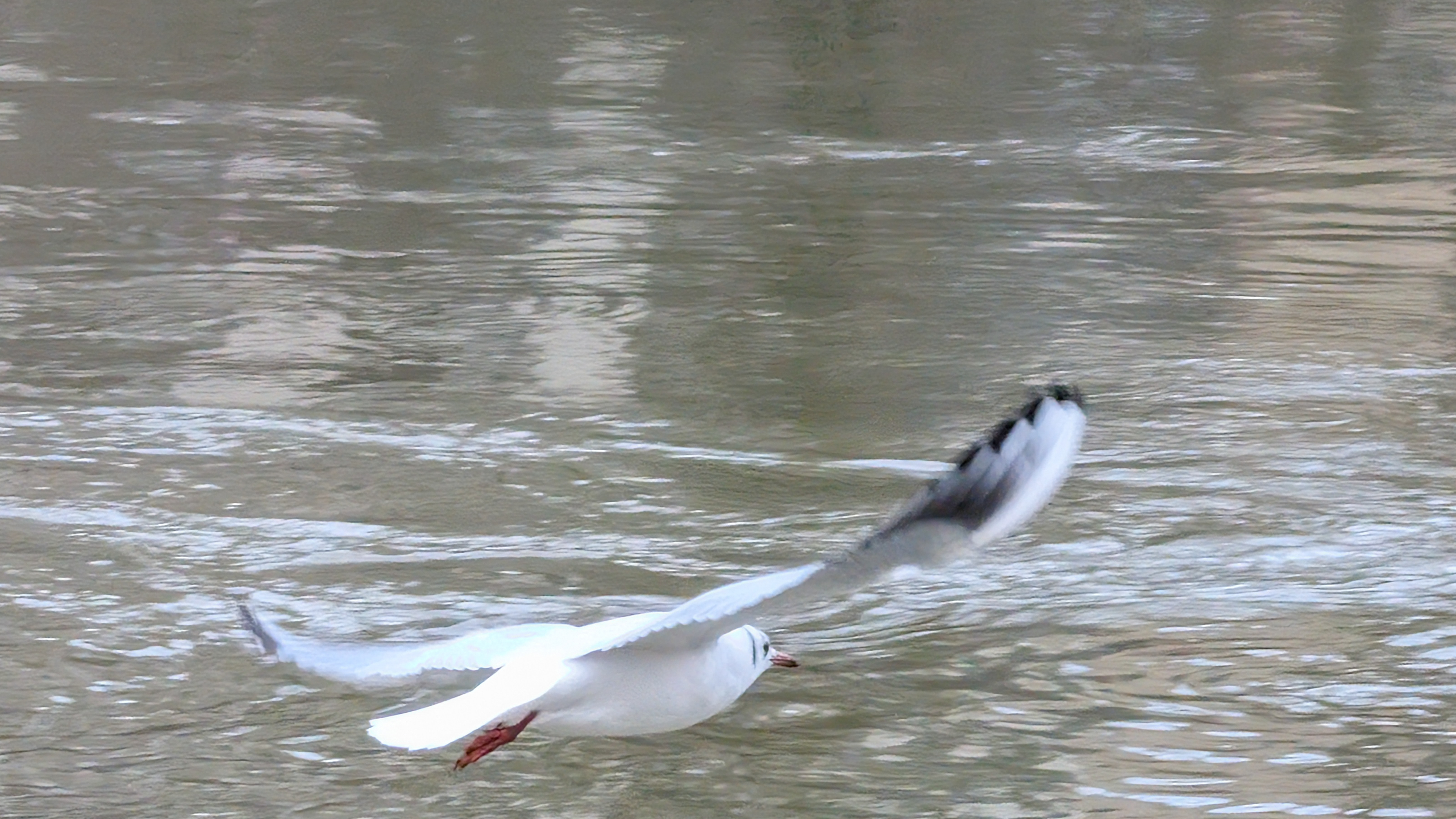 A photo of a bird taken on a Google Pixel 10 Pro XL