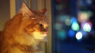 Ginger cat looking out the window at night